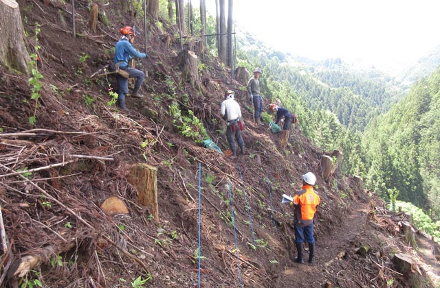 株式会社東京チェンソーズ：イメージ1