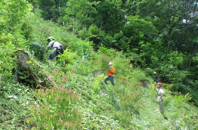 株式会社東京チェンソーズ：イメージ2